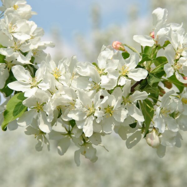 Malus baccata 'Street Parade' (Okrasna jablana)