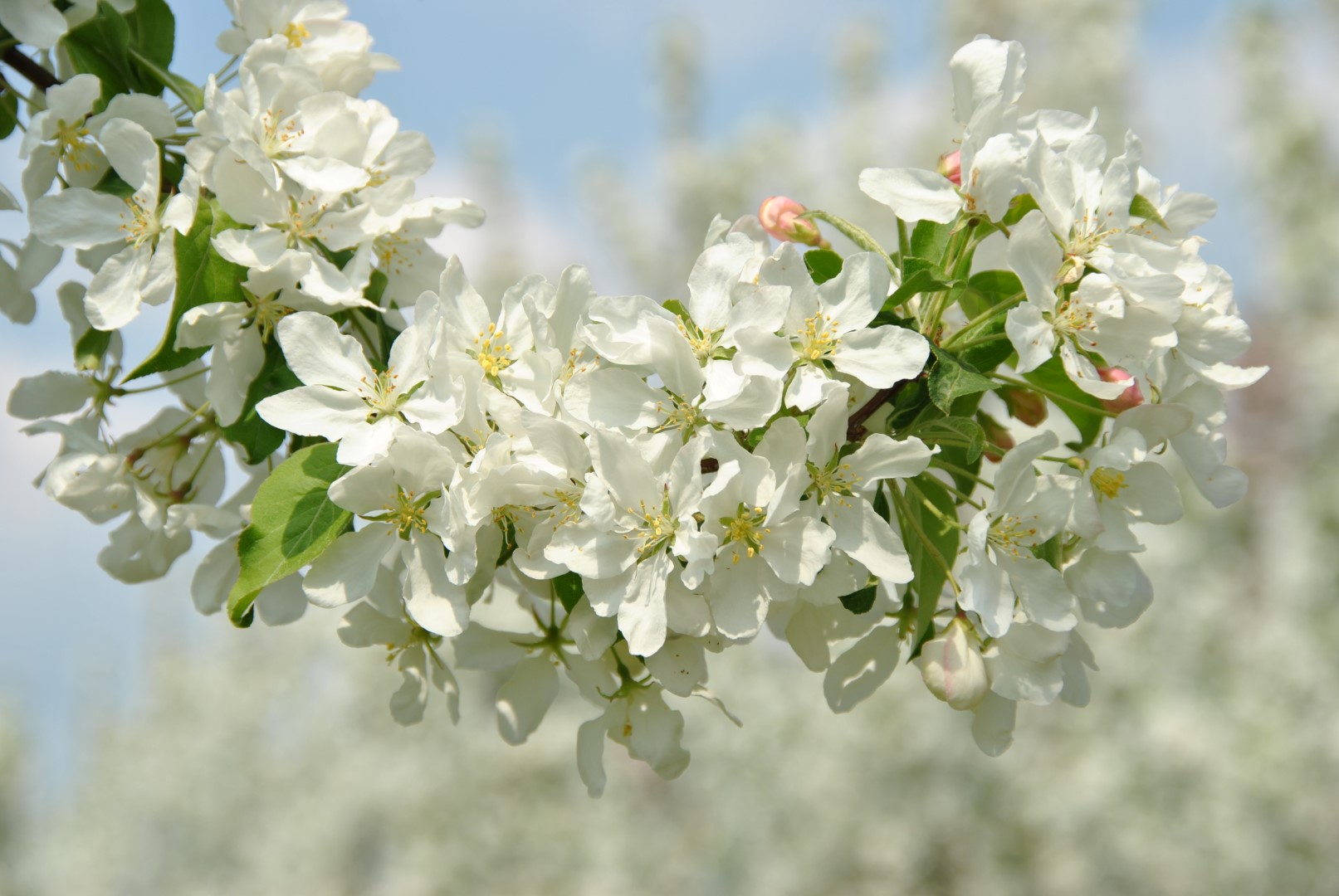 MABASTPA_1.jpg Malus baccata 'Street Parade' (Okrasna jablana) - slika 1
