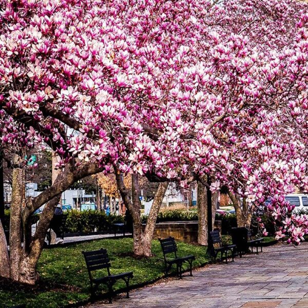 Magnolia 'Betty' (Zvezdasta magnolija)