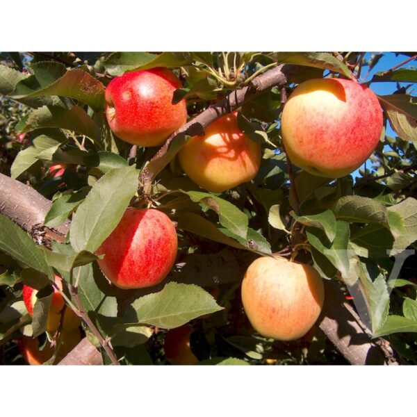 Malus domestica 'Gala' (Jablana)