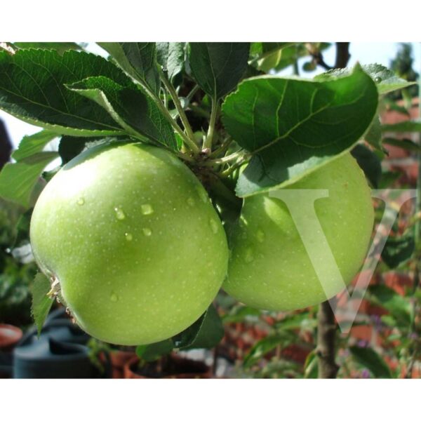 Malus domestica 'Granny Smith' (Jablana)