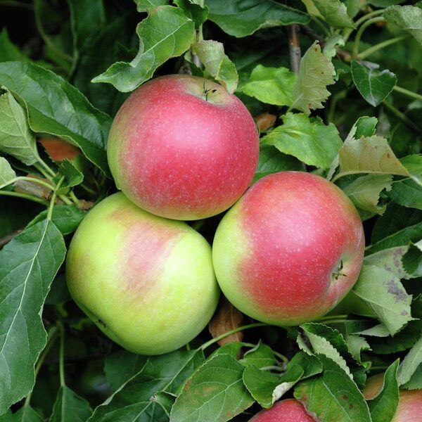 Malus domestica 'Idared' (Jablana)