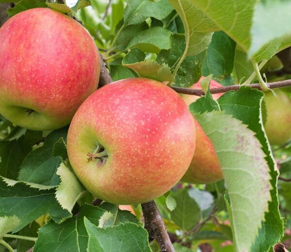 Malus domestica 'Jonagold' (Jablana)