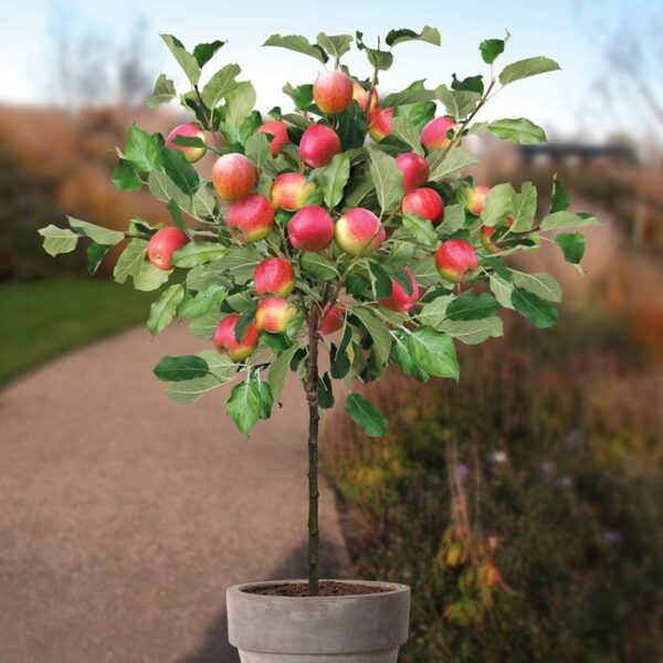 Malus domestica 'Jonagold' Mini (Jablana)