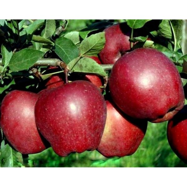 Malus domestica 'Starking' (Jablana)