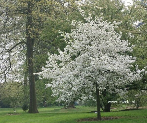 Malus 'Evereste' (Okrasna jablana)