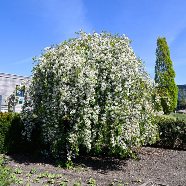 Malus 'Fontana' (Okrasna jablana)