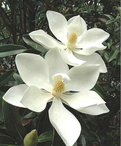 Magnolia grandiflora 'Alta' (Velikocvetna magnolija)