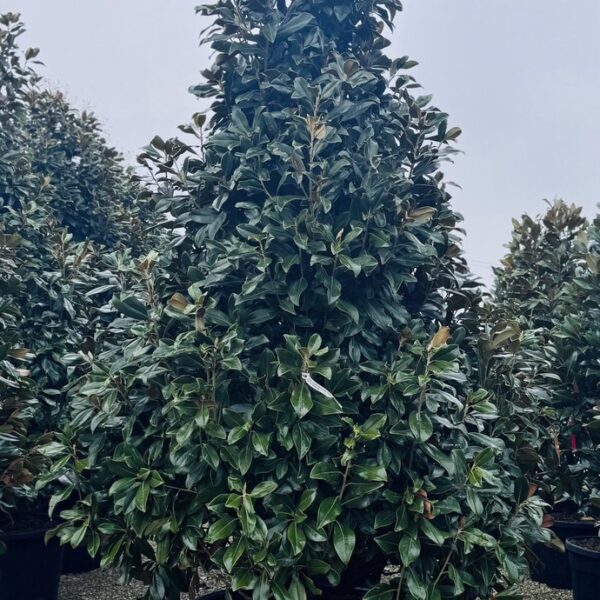 Magnolia grandiflora ‘Galissonniensis Praecox’ – EXTRA soliter |  (Velecvetna magnolija - zgodnejše cvetenje)
