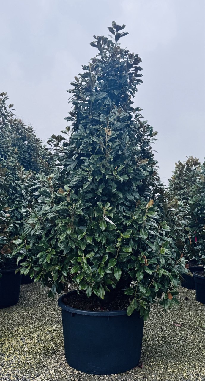 MAGRGAPR_EXTRA_2.jpg Magnolia grandiflora ‘Galissonniensis Praecox’ – EXTRA soliter | (Velecvetna magnolija - zgodnejše cvetenje) - slika 1