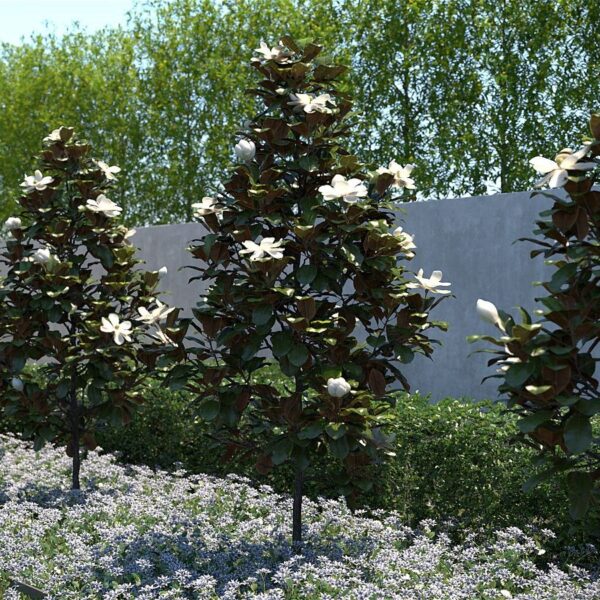 Magnolia grandiflora 'Little Gem' (Velikocvetna zimzelena magnolija na steblu)
