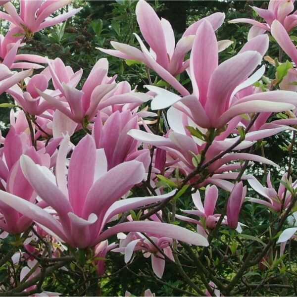 Magnolia 'George Henry Kern' (Magnolija)
