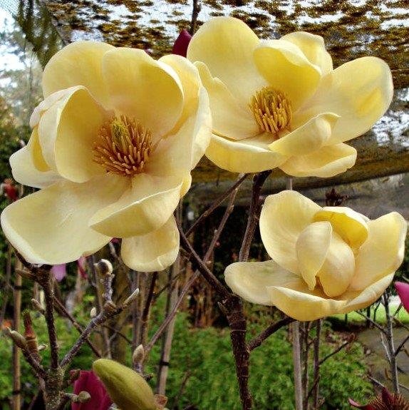 MAHOTU_1.jpg Magnolia 'Honey Tulip' (Rumena magolija) - slika 1