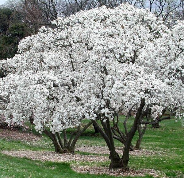 Magnolia kobus(Japonska ali kobuši magnolija)