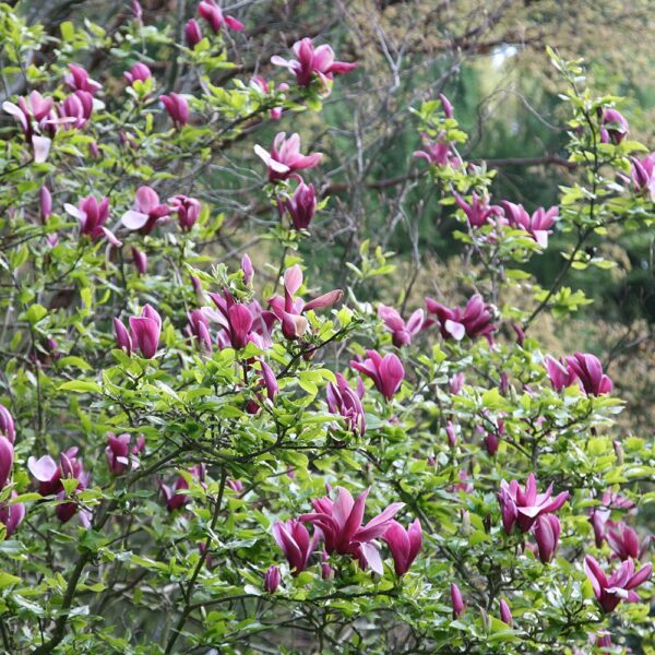 Magnolia liliiflora 'Nigra' (Tulipanovocvetna magnolija)