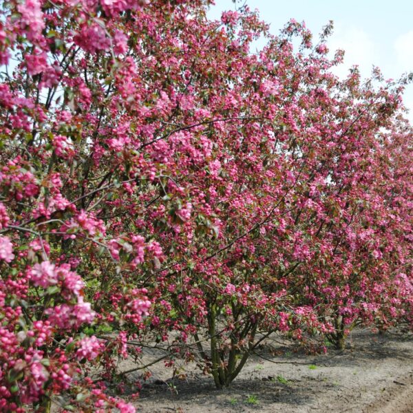 Malus `Mokum` (Rdečelistna okrasna jablana)
