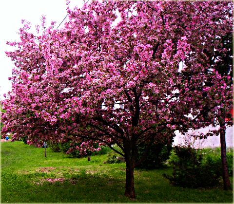 MAOL_1.jpg Malus 'Ola' - slika 1