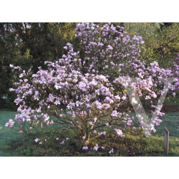 Magnolia 'Ricki' (Magnolija)