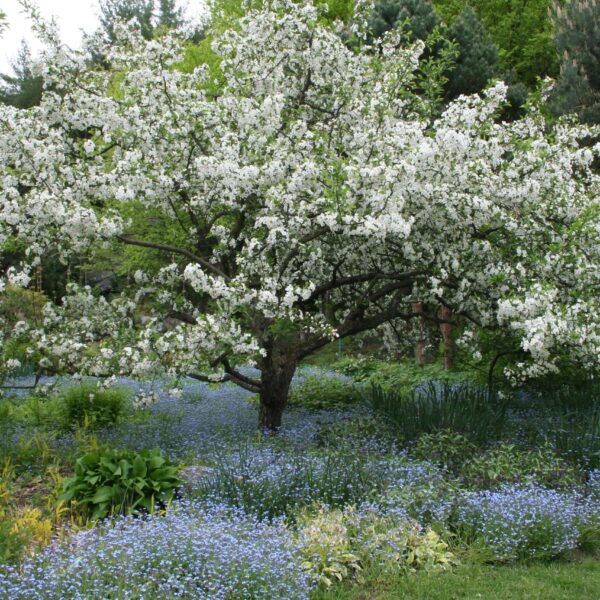 Malus sargentii (Okrasna jablana)