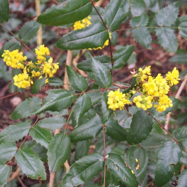 Mahonia x wagneri 'Pinnacle' (Mahonija)