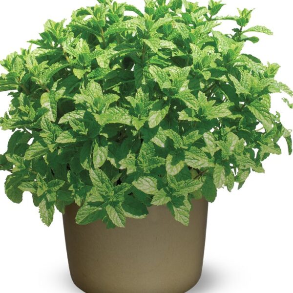 Mentha spicata 'Moroccan'  (Maroška meta)