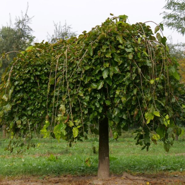 Morus alba 'Pendula' (Povešava murva)