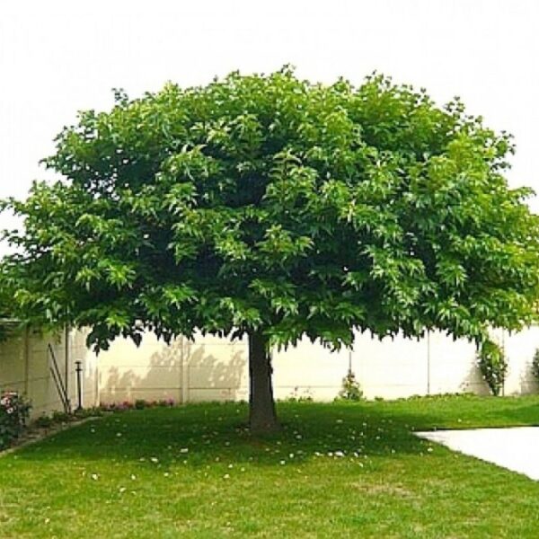 Morus alba 'Fruitless' (Bela murva brez plodov na steblu)