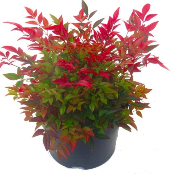 Nandina domestica 'Gulf Stream' (Nandina/Nebeški bambus)