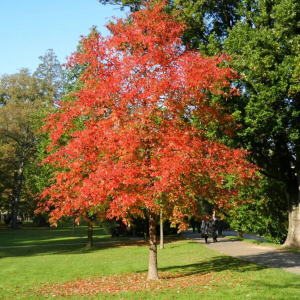 Nyssa Sylvatica (Črni Tupelo)