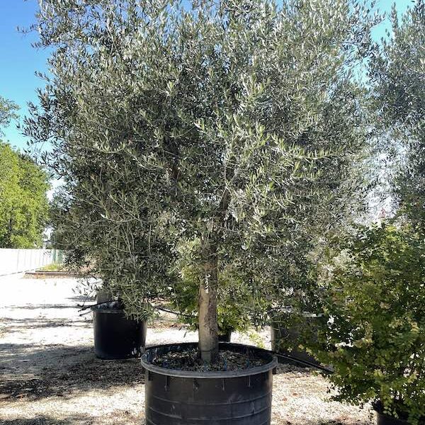 Olea Europaea 'Leccino' (Oljka)