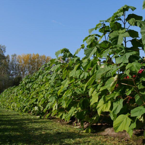 Paulownia fortunei 'Fast Blue' (Pavlovnija)