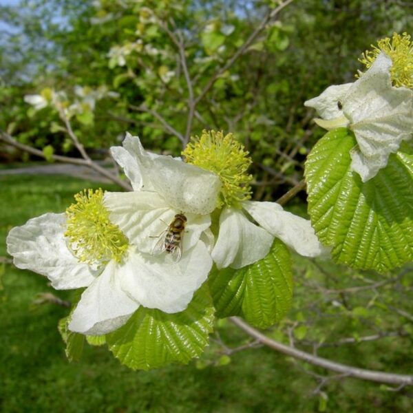 Parrotiopsis jacquemontiana (Svetleča  parocija/Perzijska bukev)