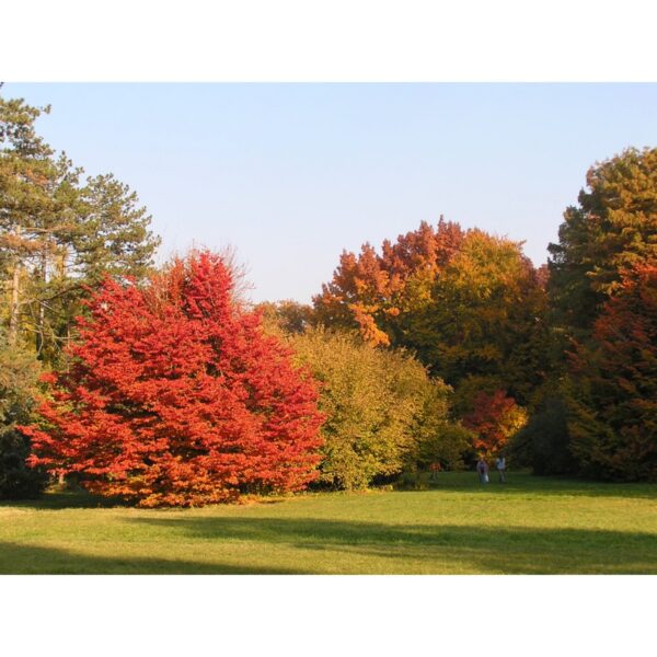 Parrotia persica 'Október' (Parocija/Perzijska bukev)