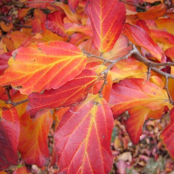 Parrotia persica 'Tuzmadar' (Parocija/Perzijska bukev)