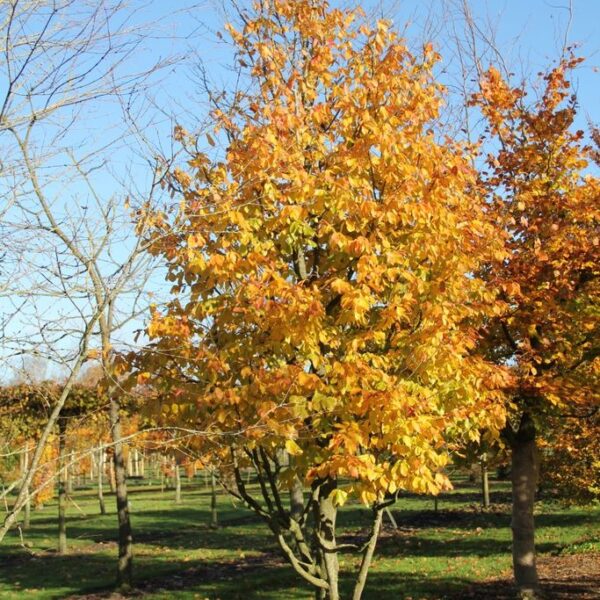 Parrotia persica `Vanessa` (Parocija/Perzijska bukev)