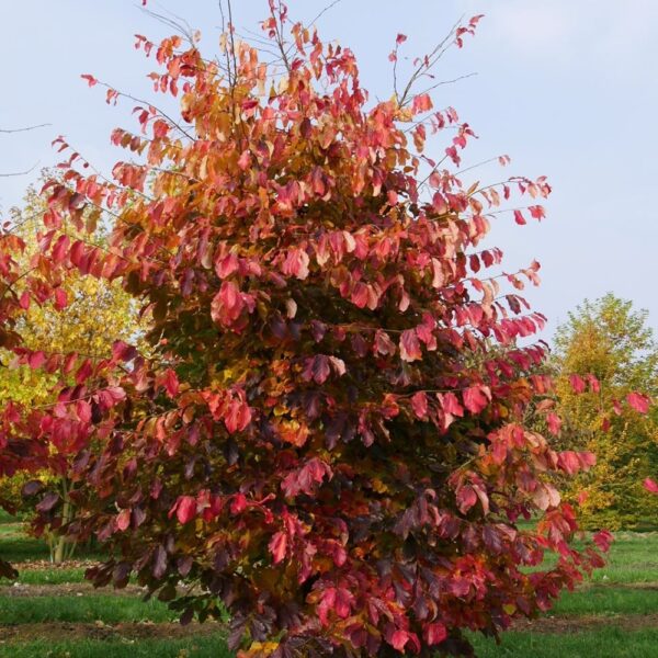Parrotia persica (Parocija/Perzijska bukev)