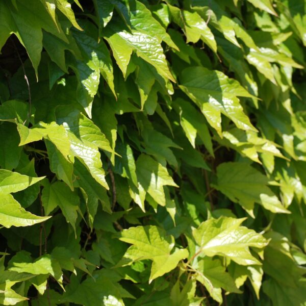 Parthenocissus tricuspidata 'Veitchii' (Vajtčijeva divja trta)