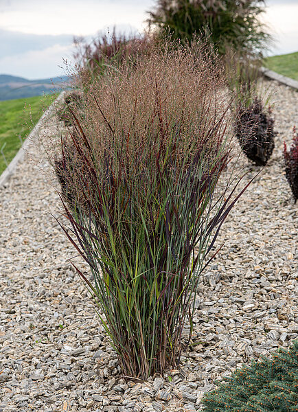 Panicum virg 'Nosferat' (Trajno proso)