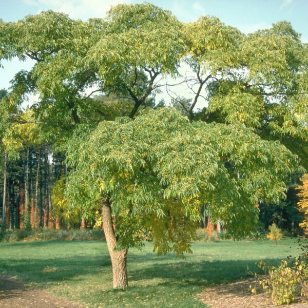 Phellodendron amurense (Amurski plutovec/plutnik)