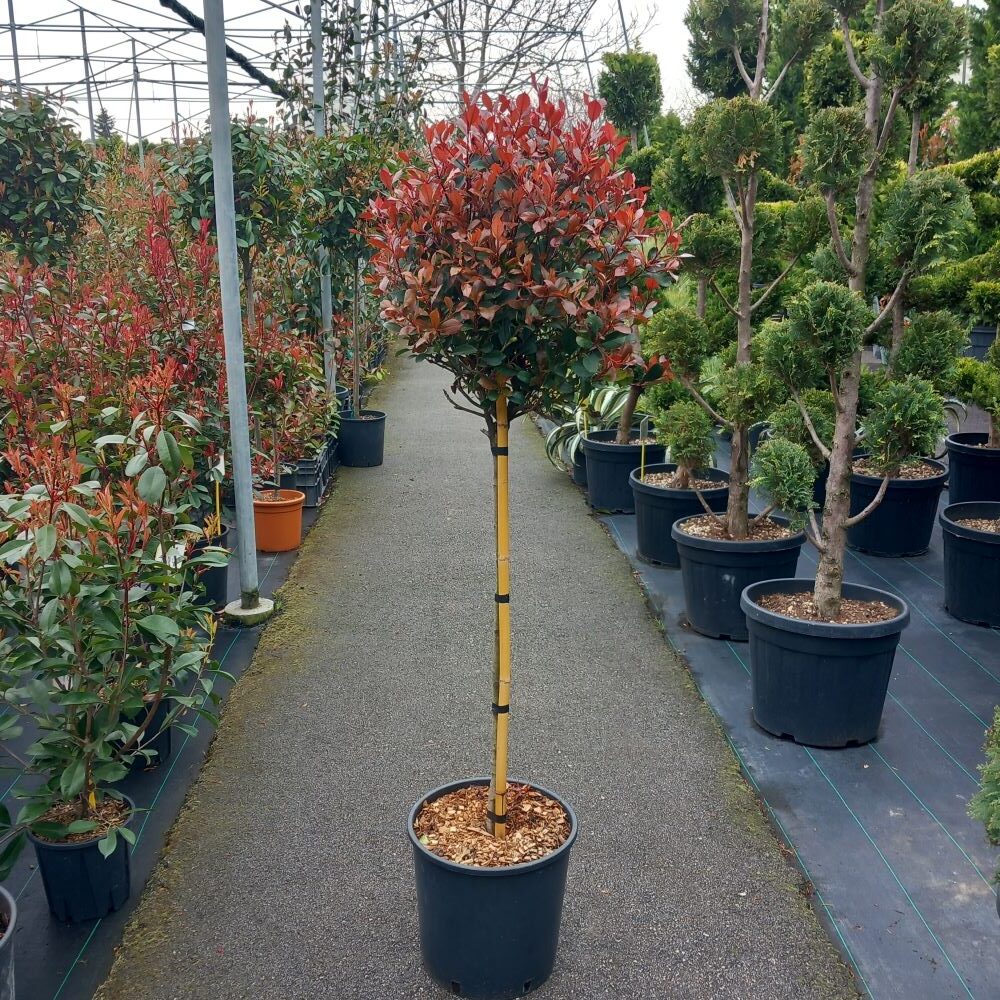PHFRCARU_ST_2.jpg Photinia fr. 'Carre Rouge' (Fotinija na steblu) - slika 1