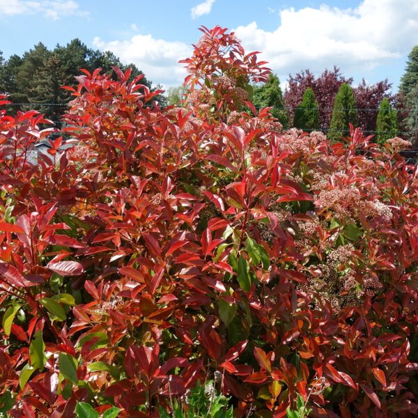 Photinia fraseri 'Camilvy' (Fotinija)