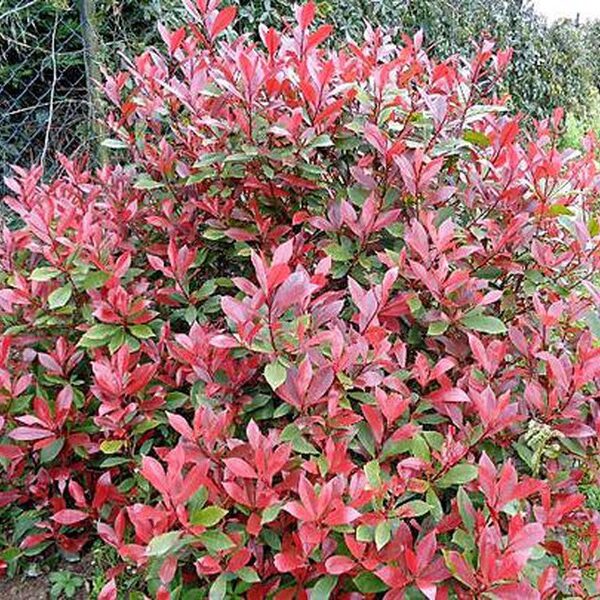 Photinia fraseri `Little Red Robin` (Fotinija)