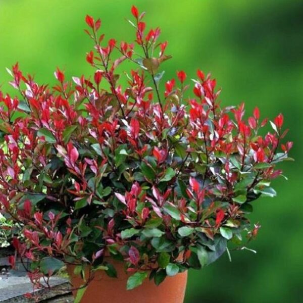 Photinia fraseri 'Nana' (Fotinija )