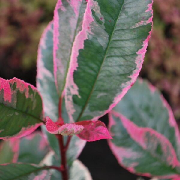 Photinia fr. 'Pink Marble' (Fotinija na steblu)