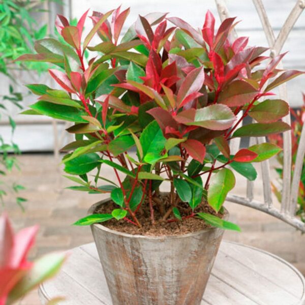 Photinia fraseri 'Red Light' (Fotinija)