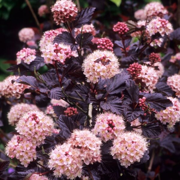 Physocarpus opulifolius 'Lady in Red' (Kalinolistni pokalec)
