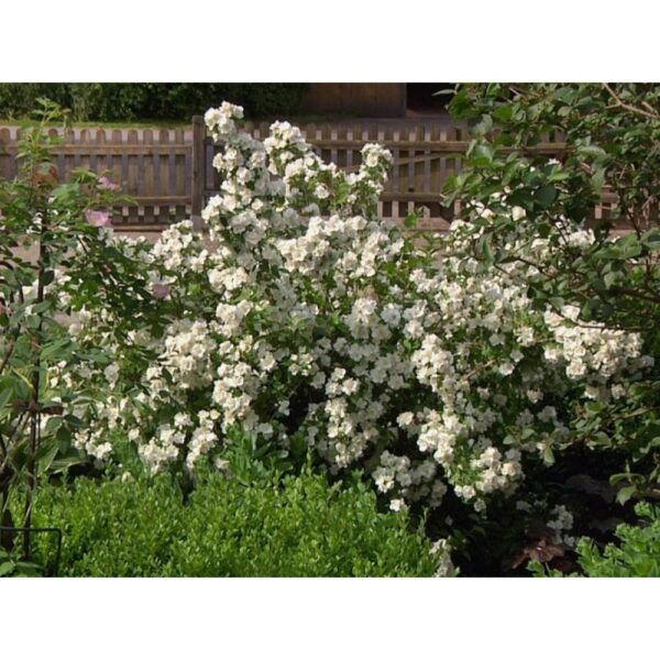 Philadelphus `Schneesturm` (Skobotovec/Nepravi jasmin)