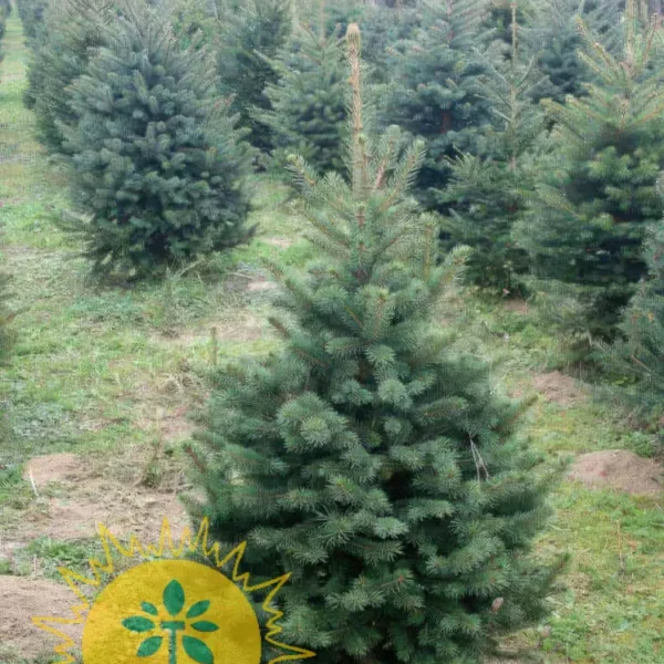 Picea abies (Navadna smreka)