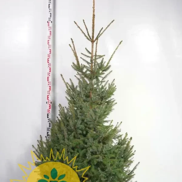 Picea abies (Navadna smreka)