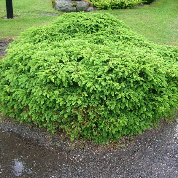 Picea abies 'Nidiformis' (Gnezdasta smreka)